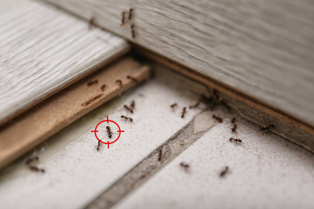 Best Best Pest Control Companies  in Ray City, GA