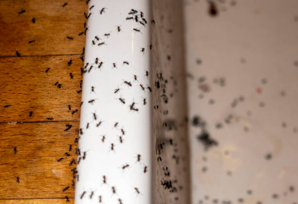 Best Affordable Pest Control Services  in Ray City, GA