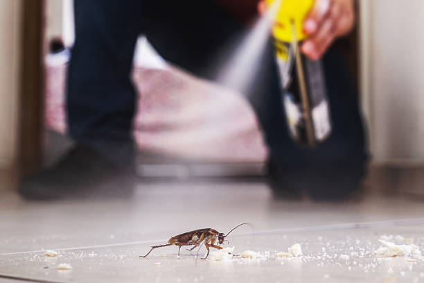 Best Wasp Removal Services  in Ray City, GA