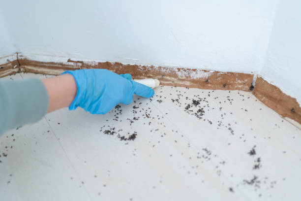 Best Residential Pest Control  in Ray City, GA
